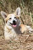 CORGI PEMBROKE 009